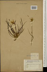 Tragopogon pusillus M. Bieb., Caucasus, Azerbaijan (K6) (Azerbaijan)