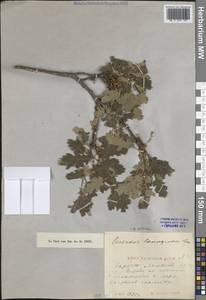 Quercus pubescens Willd., Crimea (KRYM) (Russia)