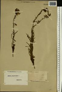 Linaria vulgaris Mill., Eastern Europe, North Ukrainian region (E11) (Ukraine)