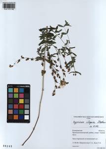 KUZ 018 148, Hypericum elegans Steph. ex Willd., Siberia, Altai & Sayany Mountains (S2) (Russia)