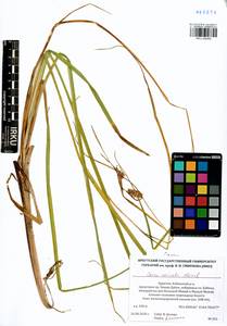 Carex vesicata Meinsh., Siberia, Baikal & Transbaikal region (S4) (Russia)