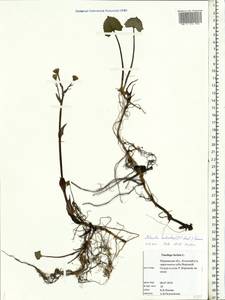 Petasites radiatus (J. F. Gmel.) J. Toman, Eastern Europe, Northern region (E1) (Russia)