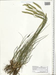 Agropyron desertorum (Fisch. ex Link) Schult., Eastern Europe, Rostov Oblast (E12a) (Russia)