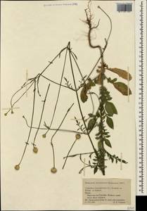 Cephalaria transsylvanica (L.) Schrad. ex Roem. & Schult., Crimea (KRYM) (Russia)