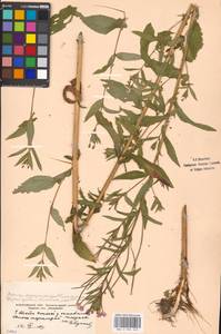 Epilobium, Eastern Europe, Moscow region (E4a) (Russia)