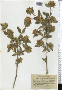 Zabelia corymbosa (Regel & Schmalh.) Makino, Middle Asia, Western Tian Shan & Karatau (M3) (Kyrgyzstan)