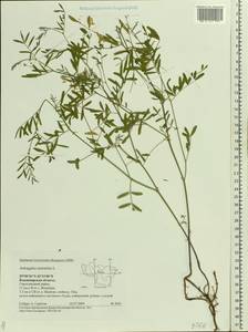 Astragalus arenarius L., Eastern Europe, Central region (E4) (Russia)