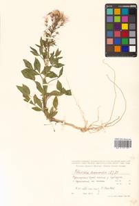Polanisia dodecandra (L.) DC., Siberia, Russian Far East (S6) (Russia)