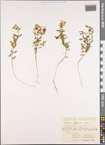 Linaria japonica Miq., Siberia, Russian Far East (S6) (Russia)