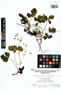 Geum ternatum subsp. ternatum, Siberia, Baikal & Transbaikal region (S4) (Russia)