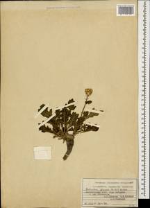 Amberboa glauca (Willd.) Grossh., Caucasus, Dagestan (K2) (Russia)