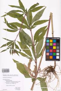 Eupatorium cannabinum L., Eastern Europe, Central region (E4) (Russia)