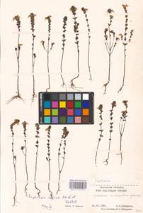 MHA 0 161 839, Euphrasia stricta var. suecica (Murb. & Wettst. ex Wettst.) Karlsson, Eastern Europe, North-Western region (E2) (Russia)