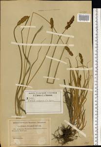 Carex vulpina L., Eastern Europe, Central region (E4) (Russia)