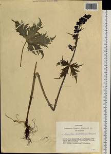 Aconitum leucostomum Vorosch., Siberia, Altai & Sayany Mountains (S2) (Russia)