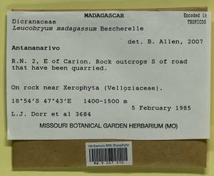 Leucobryum madagassum Besch., Bryophytes, Bryophytes - Africa (BAf) (Madagascar)