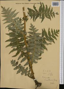 Cirsium erisithales (Jacq.) Scop., Western Europe (EUR) (Austria)