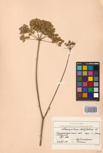 Laserpitium latifolium L., Eastern Europe, West Ukrainian region (E13) (Ukraine)