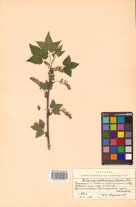 Ribes mandshuricum (Maxim.) Kom., Siberia, Russian Far East (S6) (Russia)