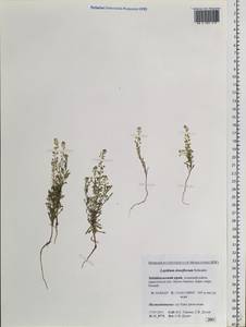 Lepidium densiflorum Schrad., Siberia, Baikal & Transbaikal region (S4) (Russia)