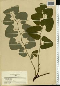 Aristolochia clematitis L., Eastern Europe, Central region (E4) (Russia)