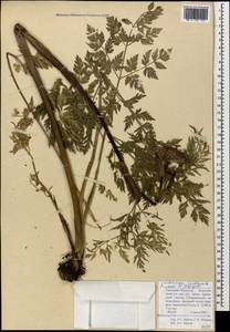 Selinum rhodopetalum (Pimenov & Kljuykov) Hand, Caucasus, Stavropol Krai, Karachay-Cherkessia & Kabardino-Balkaria (K1b) (Russia)