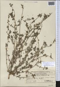 Chenopodium vulvaria L., Middle Asia, Western Tian Shan & Karatau (M3) (Kazakhstan)