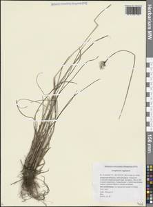 Eriophorum vaginatum L., Siberia, Russian Far East (S6) (Russia)