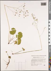 Micranthes nelsoniana subsp. aestivalis (Fisch. & C. A. Mey.) Elven & D. F. Murray, Siberia, Russian Far East (S6) (Russia)