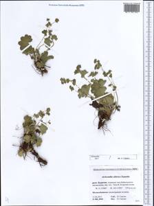 Alchemilla sibirica Zämelis, Siberia, Baikal & Transbaikal region (S4) (Russia)