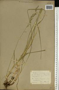 Festuca arundinacea Schreb. , nom. cons., Eastern Europe, Rostov Oblast (E12a) (Russia)