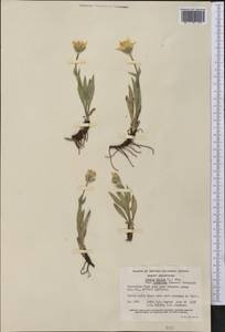 Arnica montana subsp. montana, America (AMER) (Canada)