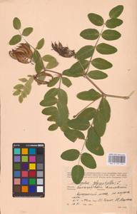Astragalus glycyphyllos L., Eastern Europe, Lower Volga region (E9) (Russia)