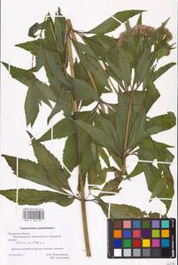 Eupatorium cannabinum L., Eastern Europe, Central region (E4) (Russia)