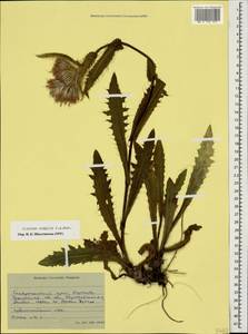 Cirsium simplex C. A. Mey., Caucasus, Stavropol Krai, Karachay-Cherkessia & Kabardino-Balkaria (K1b) (Russia)