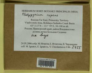 Platygyrium repens (Brid.) Schimp., Bryophytes, Bryophytes - Russian Far East (excl. Chukotka & Kamchatka) (B20) (Russia)