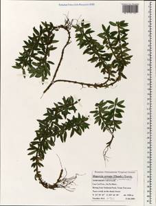Huperzia serrata (Thunb.) Trevis., South Asia, South Asia (Asia outside ex-Soviet states and Mongolia) (ASIA) (Vietnam)