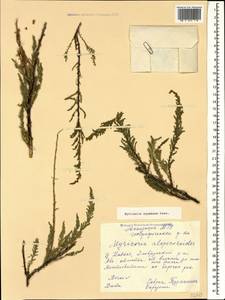 Myricaria squamosa Desv., Caucasus, Stavropol Krai, Karachay-Cherkessia & Kabardino-Balkaria (K1b) (Russia)