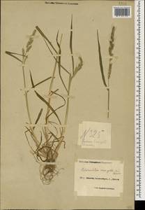 Echinochloa crus-galli (L.) P.Beauv., Caucasus, Black Sea Shore (from Novorossiysk to Adler) (K3) (Russia)