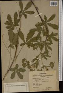 Potentilla recta subsp. obscura (Willd.) Arcang., Western Europe (EUR) (Switzerland)