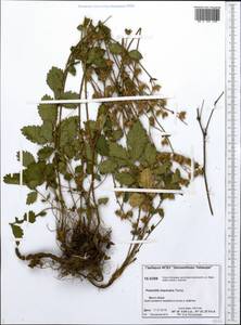 Drymocallis inquinans (Turcz.) Soják, Siberia, Central Siberia (S3) (Russia)
