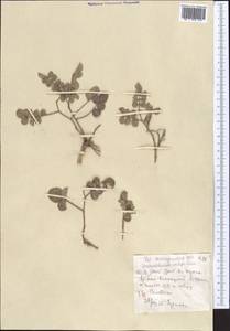 Glycyrrhiza aspera Pall., Middle Asia, Caspian Ustyurt & Northern Aralia (M8) (Kazakhstan)