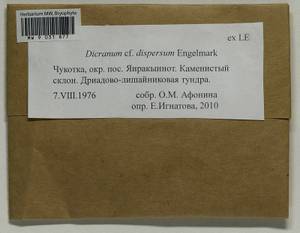 Dicranum dispersum Engelmark, Bryophytes, Bryophytes - Chukotka & Kamchatka (B21) (Russia)