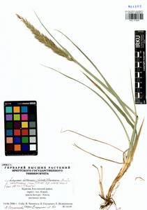 Leymus racemosus (Lam.) Tzvelev, Siberia, Baikal & Transbaikal region (S4) (Russia)