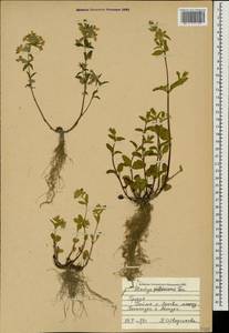 Stachys annua subsp. annua, Caucasus, Georgia (K4) (Georgia)