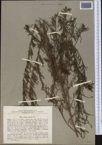Suaeda linifolia Pall., Middle Asia, Caspian Ustyurt & Northern Aralia (M8) (Kazakhstan)