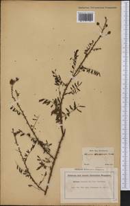 Mimosa adenocarpa Benth., America (AMER) (Brazil)