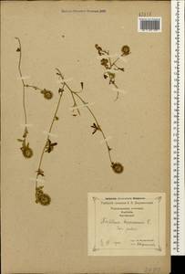 Trifolium lappaceum L., Caucasus, Georgia (K4) (Georgia)