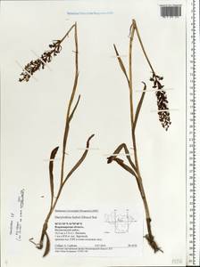 Dactylorhiza, Eastern Europe, Central region (E4) (Russia)