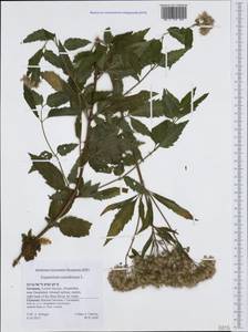 Eupatorium cannabinum L., Western Europe (EUR) (Germany)